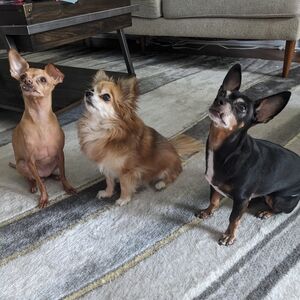 Meet your Posher, Pat